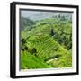 China 10MKm2 Collection - Rice Terraces - Longsheng Ping'an - Guangxi-Philippe Hugonnard-Framed Premium Photographic Print