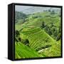 China 10MKm2 Collection - Rice Terraces - Longsheng Ping'an - Guangxi-Philippe Hugonnard-Framed Stretched Canvas