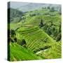 China 10MKm2 Collection - Rice Terraces - Longsheng Ping'an - Guangxi-Philippe Hugonnard-Stretched Canvas