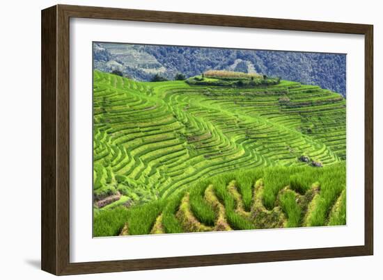 China 10MKm2 Collection - Rice Terraces - Longsheng Ping'an - Guangxi-Philippe Hugonnard-Framed Photographic Print