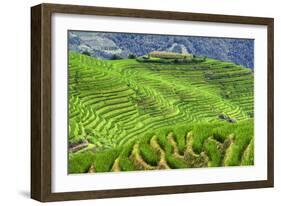 China 10MKm2 Collection - Rice Terraces - Longsheng Ping'an - Guangxi-Philippe Hugonnard-Framed Photographic Print