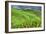 China 10MKm2 Collection - Rice Terraces - Longsheng Ping'an - Guangxi-Philippe Hugonnard-Framed Photographic Print