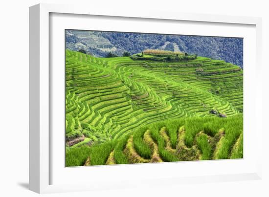 China 10MKm2 Collection - Rice Terraces - Longsheng Ping'an - Guangxi-Philippe Hugonnard-Framed Photographic Print