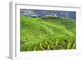 China 10MKm2 Collection - Rice Terraces - Longsheng Ping'an - Guangxi-Philippe Hugonnard-Framed Photographic Print