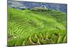 China 10MKm2 Collection - Rice Terraces - Longsheng Ping'an - Guangxi-Philippe Hugonnard-Mounted Photographic Print