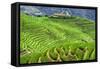 China 10MKm2 Collection - Rice Terraces - Longsheng Ping'an - Guangxi-Philippe Hugonnard-Framed Stretched Canvas