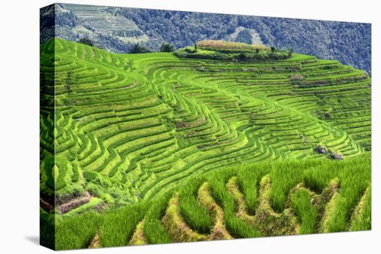 China 10MKm2 Collection - Rice Terraces - Longsheng Ping'an - Guangxi-Philippe Hugonnard-Stretched Canvas