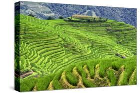 China 10MKm2 Collection - Rice Terraces - Longsheng Ping'an - Guangxi-Philippe Hugonnard-Stretched Canvas