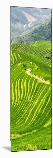 China 10MKm2 Collection - Rice Terraces - Longsheng Ping'an - Guangxi-Philippe Hugonnard-Mounted Photographic Print