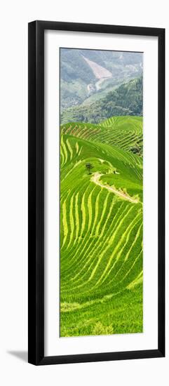 China 10MKm2 Collection - Rice Terraces - Longsheng Ping'an - Guangxi-Philippe Hugonnard-Framed Photographic Print