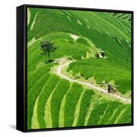 China 10MKm2 Collection - Rice Terraces - Longsheng Ping'an - Guangxi-Philippe Hugonnard-Framed Stretched Canvas