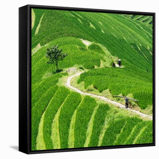 China 10MKm2 Collection - Rice Terraces - Longsheng Ping'an - Guangxi-Philippe Hugonnard-Framed Stretched Canvas