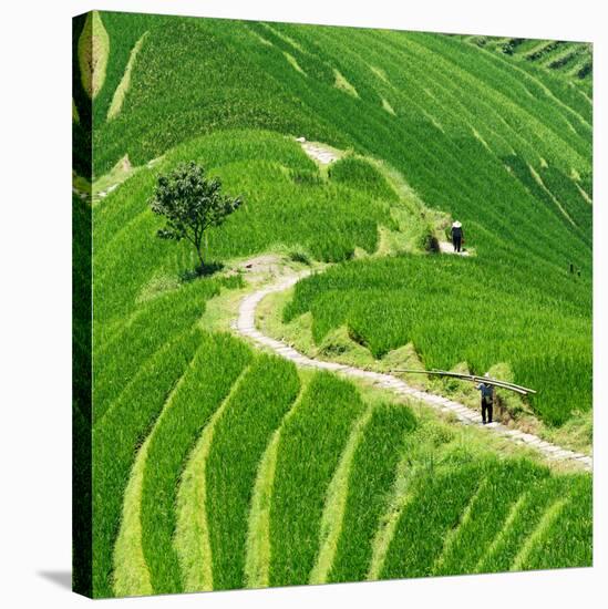 China 10MKm2 Collection - Rice Terraces - Longsheng Ping'an - Guangxi-Philippe Hugonnard-Stretched Canvas