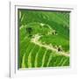 China 10MKm2 Collection - Rice Terraces - Longsheng Ping'an - Guangxi-Philippe Hugonnard-Framed Photographic Print