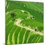 China 10MKm2 Collection - Rice Terraces - Longsheng Ping'an - Guangxi-Philippe Hugonnard-Mounted Photographic Print