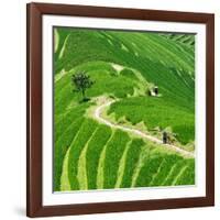 China 10MKm2 Collection - Rice Terraces - Longsheng Ping'an - Guangxi-Philippe Hugonnard-Framed Photographic Print