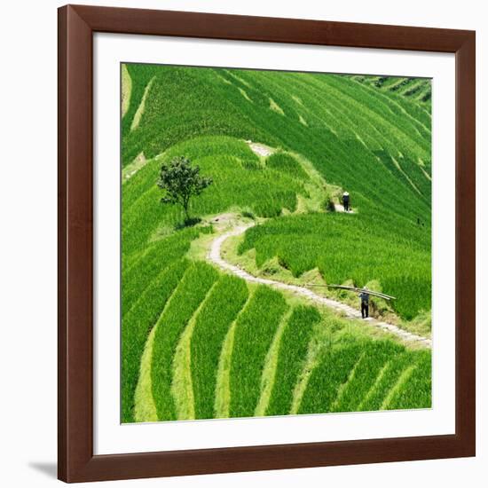 China 10MKm2 Collection - Rice Terraces - Longsheng Ping'an - Guangxi-Philippe Hugonnard-Framed Photographic Print