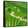 China 10MKm2 Collection - Rice Terraces - Longsheng Ping'an - Guangxi-Philippe Hugonnard-Framed Stretched Canvas