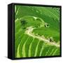 China 10MKm2 Collection - Rice Terraces - Longsheng Ping'an - Guangxi-Philippe Hugonnard-Framed Stretched Canvas