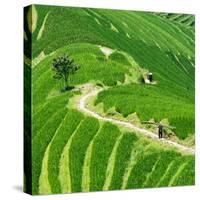 China 10MKm2 Collection - Rice Terraces - Longsheng Ping'an - Guangxi-Philippe Hugonnard-Stretched Canvas