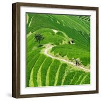 China 10MKm2 Collection - Rice Terraces - Longsheng Ping'an - Guangxi-Philippe Hugonnard-Framed Photographic Print