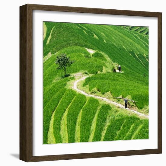 China 10MKm2 Collection - Rice Terraces - Longsheng Ping'an - Guangxi-Philippe Hugonnard-Framed Photographic Print