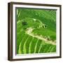 China 10MKm2 Collection - Rice Terraces - Longsheng Ping'an - Guangxi-Philippe Hugonnard-Framed Photographic Print