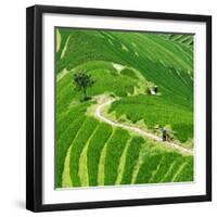 China 10MKm2 Collection - Rice Terraces - Longsheng Ping'an - Guangxi-Philippe Hugonnard-Framed Photographic Print