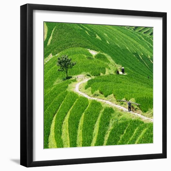 China 10MKm2 Collection - Rice Terraces - Longsheng Ping'an - Guangxi-Philippe Hugonnard-Framed Photographic Print