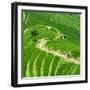 China 10MKm2 Collection - Rice Terraces - Longsheng Ping'an - Guangxi-Philippe Hugonnard-Framed Photographic Print