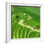 China 10MKm2 Collection - Rice Terraces - Longsheng Ping'an - Guangxi-Philippe Hugonnard-Framed Photographic Print