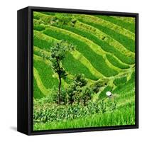 China 10MKm2 Collection - Rice Terraces - Longsheng Ping'an - Guangxi-Philippe Hugonnard-Framed Stretched Canvas