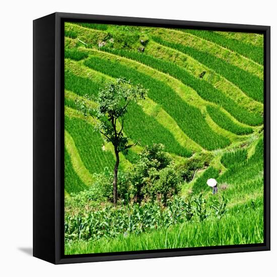 China 10MKm2 Collection - Rice Terraces - Longsheng Ping'an - Guangxi-Philippe Hugonnard-Framed Stretched Canvas