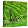 China 10MKm2 Collection - Rice Terraces - Longsheng Ping'an - Guangxi-Philippe Hugonnard-Stretched Canvas