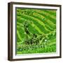 China 10MKm2 Collection - Rice Terraces - Longsheng Ping'an - Guangxi-Philippe Hugonnard-Framed Photographic Print