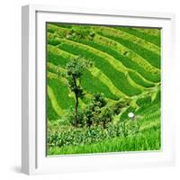 China 10MKm2 Collection - Rice Terraces - Longsheng Ping'an - Guangxi-Philippe Hugonnard-Framed Photographic Print