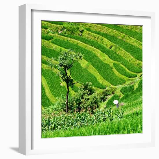 China 10MKm2 Collection - Rice Terraces - Longsheng Ping'an - Guangxi-Philippe Hugonnard-Framed Photographic Print