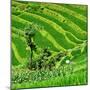 China 10MKm2 Collection - Rice Terraces - Longsheng Ping'an - Guangxi-Philippe Hugonnard-Mounted Photographic Print