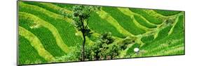 China 10MKm2 Collection - Rice Terraces - Longsheng Ping'an - Guangxi-Philippe Hugonnard-Mounted Photographic Print