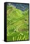 China 10MKm2 Collection - Rice Terraces - Longsheng Ping'an - Guangxi-Philippe Hugonnard-Framed Stretched Canvas