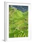 China 10MKm2 Collection - Rice Terraces - Longsheng Ping'an - Guangxi-Philippe Hugonnard-Framed Photographic Print