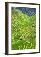 China 10MKm2 Collection - Rice Terraces - Longsheng Ping'an - Guangxi-Philippe Hugonnard-Framed Photographic Print