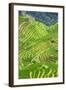 China 10MKm2 Collection - Rice Terraces - Longsheng Ping'an - Guangxi-Philippe Hugonnard-Framed Photographic Print