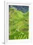 China 10MKm2 Collection - Rice Terraces - Longsheng Ping'an - Guangxi-Philippe Hugonnard-Framed Photographic Print