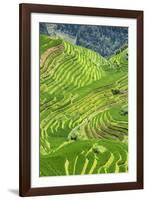 China 10MKm2 Collection - Rice Terraces - Longsheng Ping'an - Guangxi-Philippe Hugonnard-Framed Photographic Print