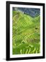 China 10MKm2 Collection - Rice Terraces - Longsheng Ping'an - Guangxi-Philippe Hugonnard-Framed Photographic Print