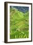 China 10MKm2 Collection - Rice Terraces - Longsheng Ping'an - Guangxi-Philippe Hugonnard-Framed Photographic Print