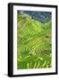 China 10MKm2 Collection - Rice Terraces - Longsheng Ping'an - Guangxi-Philippe Hugonnard-Framed Photographic Print