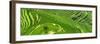 China 10MKm2 Collection - Rice Terraces - Longsheng Ping'an - Guangxi-Philippe Hugonnard-Framed Photographic Print