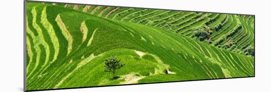 China 10MKm2 Collection - Rice Terraces - Longsheng Ping'an - Guangxi-Philippe Hugonnard-Mounted Photographic Print